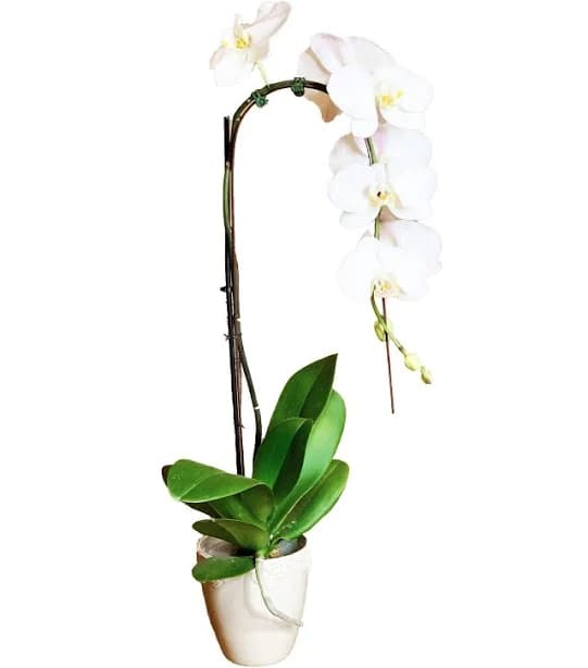 OVO Garden White Orchids Luxury Phalaenopsis Arrangement