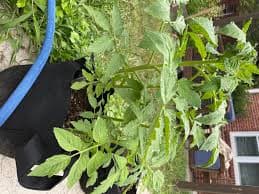 Aunt Rubys German Green Tomato (Heirloom, 80 Days) – Pinetree Garden Seeds