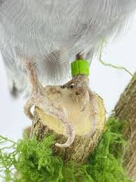 Beautiful Taxidermy Mounted Budgerigar (Melopsittacus undulatus) in Antique Taxidermy