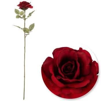 Rose Stem