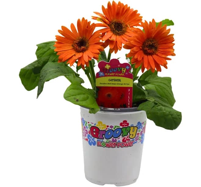 Spring Creek Growers Groovy Flower Power Orange Gerbera Daisy Potted Plant