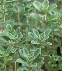 Thyme - Classic English Plant (quart pot)