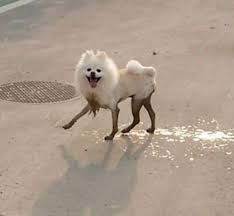 long legged pomeranian
