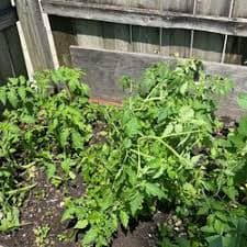 Senpasuchil for Sale in Chicago, IL - OfferUp