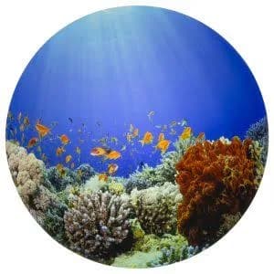 Tickit Under the Sea Discovery Play Mat