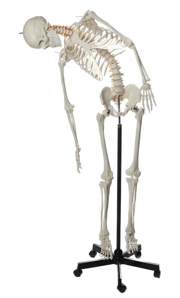 Axis Scientific Flexible Life-Size Skeleton Anatomy Model