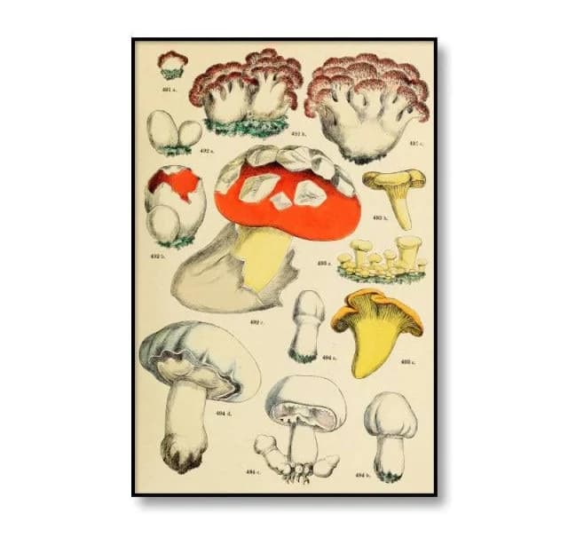 Vintage Mushrooms Canvas Posters