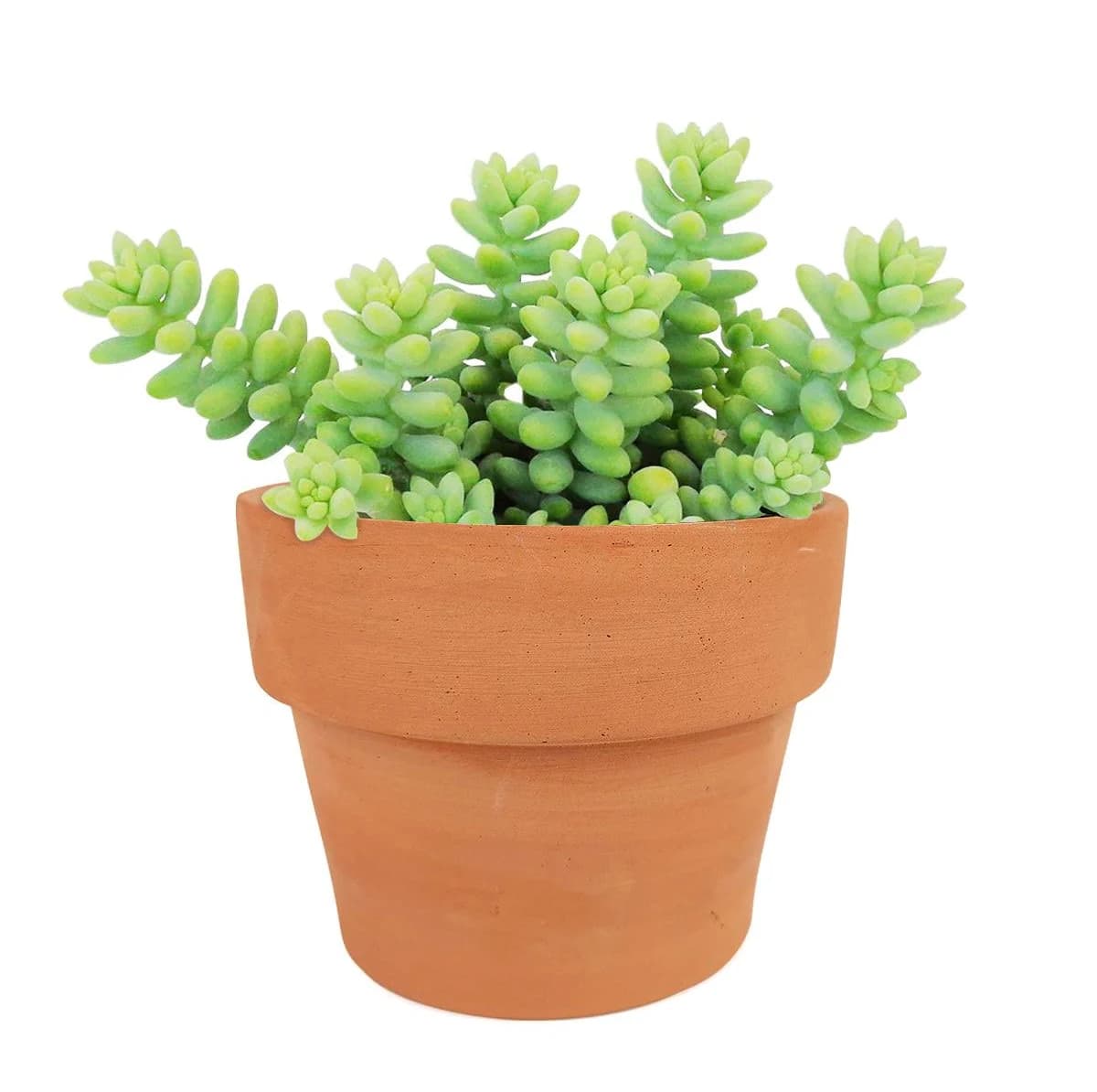 Succulents Box Sedum Donkey's Tail Succulent