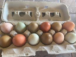 Pasture Raised Eggs – Shady Oaks Farms