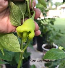 Bishop Crown Seeds – Sandia Seed Company