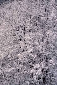 Snow in the Country No 73 – Jay Maisel
