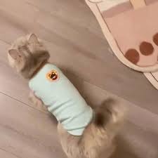 Cute Cat Apparel Summer Thin Four Legged Pet Coat: Lightweight Air Conditioning Vest For Kittens Macaron Colors For Daily Use From Shoeproducts, $48.72 | DHgate.Com