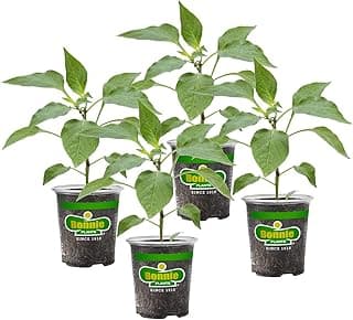 Yellow Bell Pepper Live Vegetable Plants - 4 Pack, Non-Gmo, 2 - 3' Plants, 4.5 x 4" Pepper Size