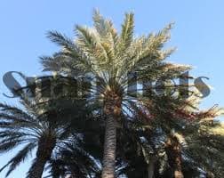 Palm Trees Wall Art, Las Vegas, Color Photo - Etsy Canada