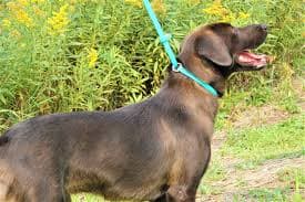 BioThane 6' Slip Leash | Pro-Mohs Canine Supply