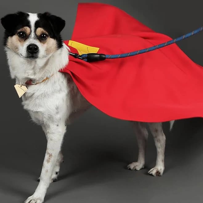 PIKAPIKA Superman Pet Costume Cloak & Collar for Dogs, Red / M (Neck 15''-16.5'' Length 17.7'')