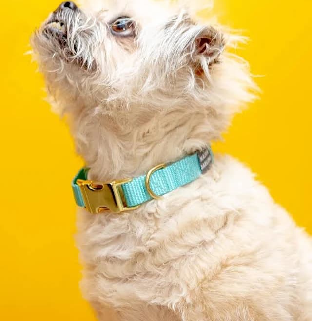 Major Darling Side-Release Buckle Dog Collar