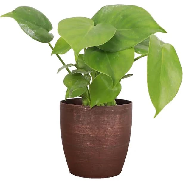 Thorsen's Greenhouse Monstera Deliciosa Iris Blue Pot