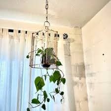 Vintage wrought iron bird cage hanging chandelier planter with pothos vine for Sale in Tucson, AZ - OfferUp