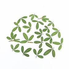 12 PCS Set Real Pressed Leaves,pressed Green Leaves Flower Green Leaves Floral Real Leaf Flower Greeny Foliage (0.6-0.8cm) - Etsy