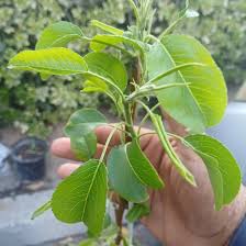 Grafted Dwarf Bartlett Pear Trees 😃😃🌿🌿🌿🍐🍐🍐