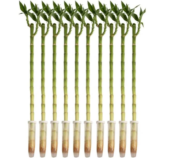 Costa Farms Lucky Bamboo Stalks Indoor plant