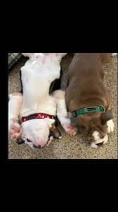 Santa Dog Collar | Shelbys Squad
