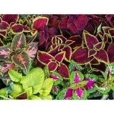 Bhg Quart Multicolor Coleus Live Plants with Grower Pot