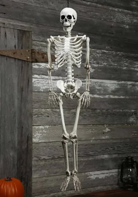 Sunstar Industries Realistic Skeleton Halloween Decoration