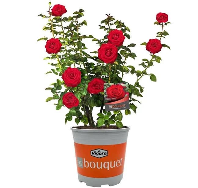 Vigoro Forever Yours Rose