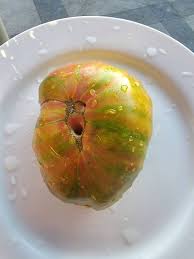 Cherokee Lime Stripes Tomato - Etsy Canada