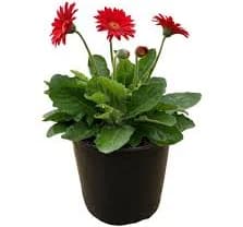 Live Goods Assorted Red Gerber Daisy
