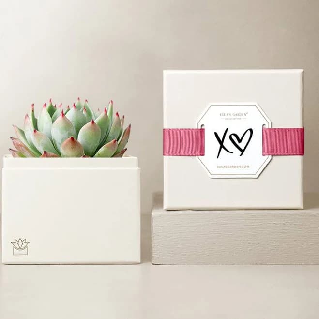 Succulent Gift Delivery Bliss Succulent Garden Gifts By Lula's Garden
