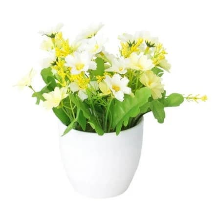 Miniature Daisy Plant