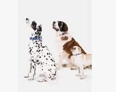 Kate Spade New York Navy Gingham Dog Collar