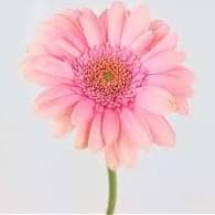 Gerbera Daisy- Light Pink