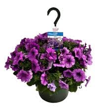 H-E-B Texas Roots Purple Petunia Hanging Basket - Shop Potted plants at H-E-B