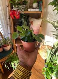 4" Chinese Money Plant — The Plant Project