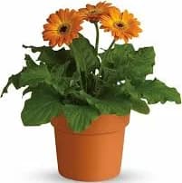 Teleflora Orange Daisies Rainbow Rays Potted Gerbera
