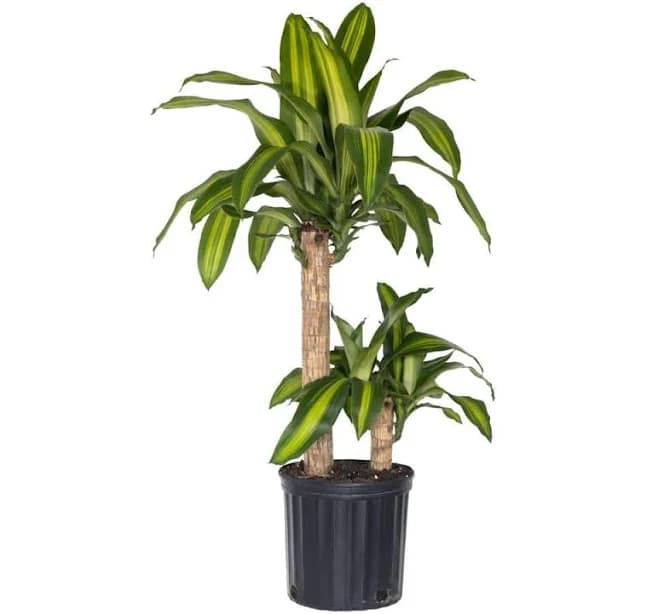United Nursery Dracaena Mass Cane Corn Plant