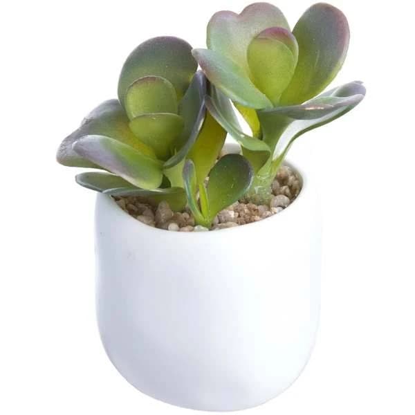At Home Aloe Planter