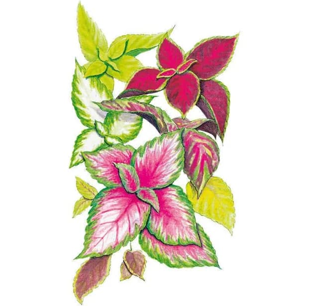Coleus Rainbow Blend Seeds