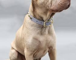Waterproof Biothane Dog Collar With Black Studs - Johnny | Studded Biothane Collar | Rocker Style | 20+ Colors | Silver or Brass Hardware - Etsy