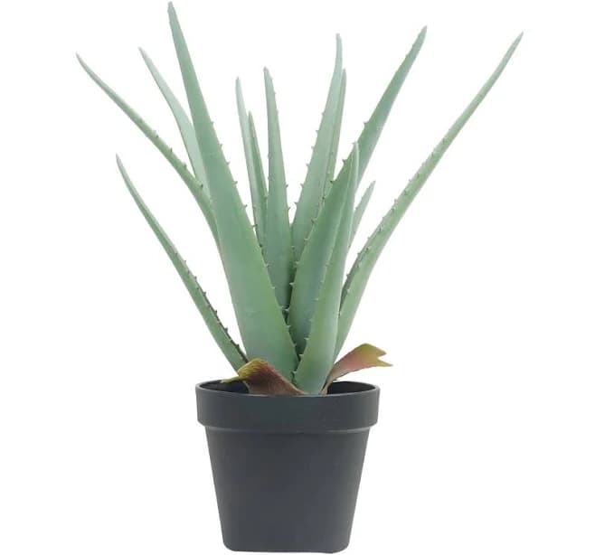 Ashland Potted Aloe Plant