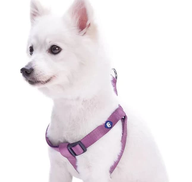 Blueberry Pet Classic Nylon Adjustable Step-In Dog Harness