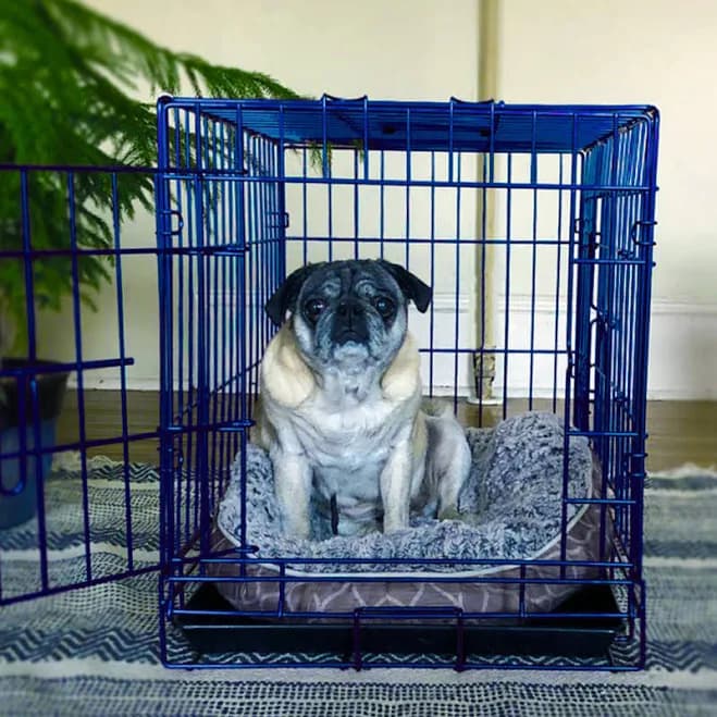 Tucker Murphy Pet 20" Blue Metal Crate with Double Doors and Leak-Proof Pan