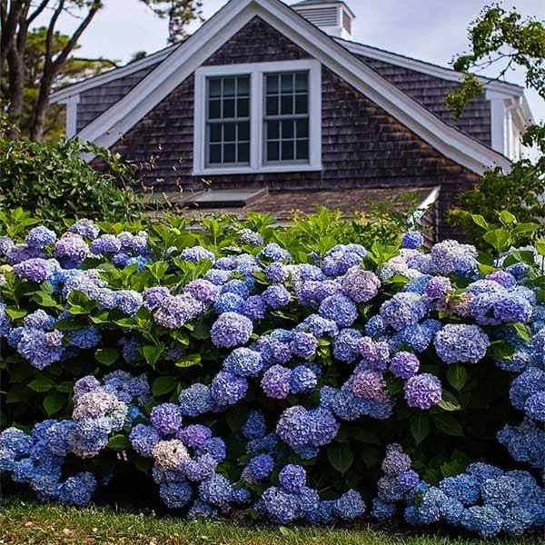 Brighter Blooms Endless Summer The Original Reblooming Hydrangea