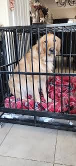 Extra Large Dog Crate
