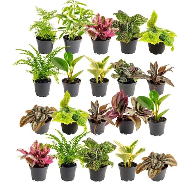 Costa Farms Tiny Plants