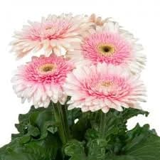 Gerbera Daisy ‘Joybera Double Milk Shake’ 4.5" Pot